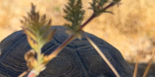 Desert Tortoises | Sierra Club Mojave Group