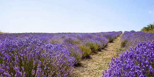 Historic Houses, Lavender Fields, Knole Deer Park  and Greensand Way Hike
