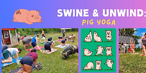 Swine and Unwind: Pig Yoga