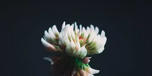 Ethnobotany: Edible and Medicinal Plants in Sinks Canyon 2026