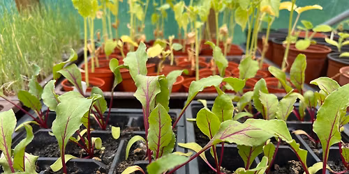 'Grow Your Own' Festival!