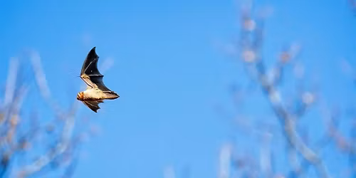 Nocturnal Navigators: Green-Wood Bat Walk