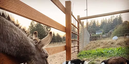 Spring Farm Festival 