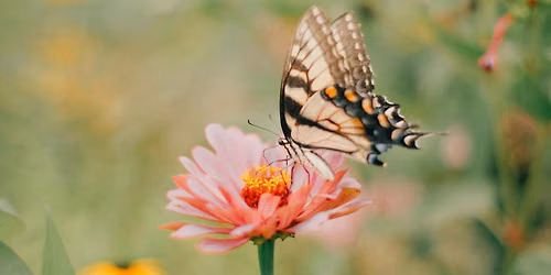 Pollinator Pals Pop-Up Story Time | July Session