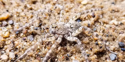 Spider Sniff