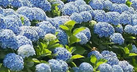 Choosing The Right Hydrangea