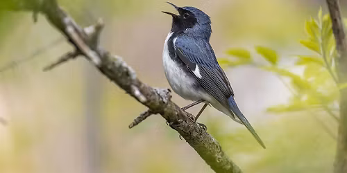 The Harmony of Bird Song at Palmer Park