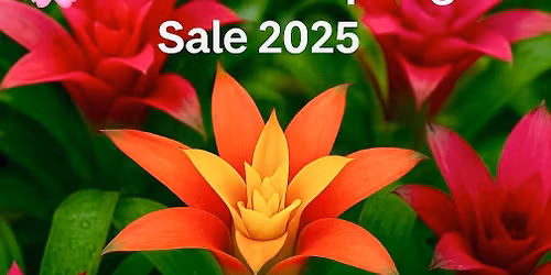 BROMELIAD SPRING SALE