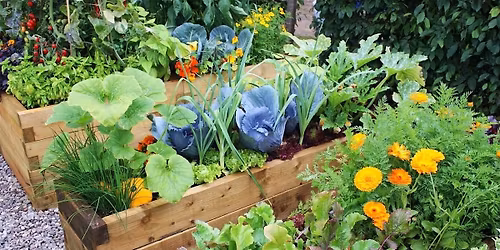 Natural Sweethearts (Companion Planting)