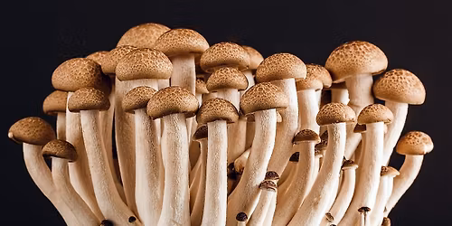 Medicinal Mushroom Exploration