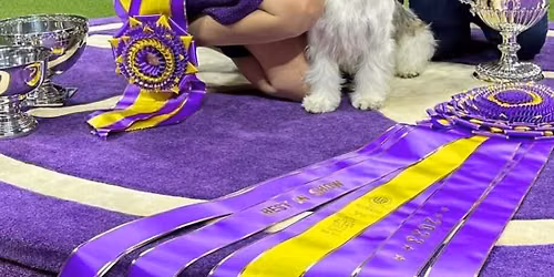 Westminster Kennel Club Dog Show
