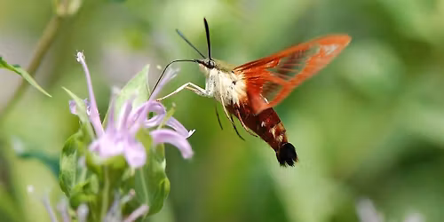 Planting for Pollinators