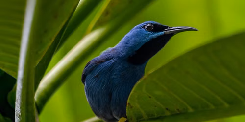 Birding in Panama