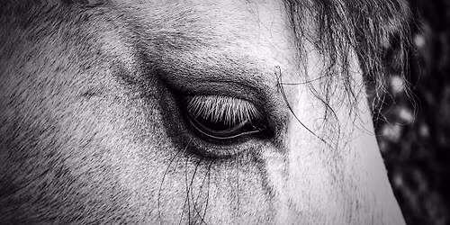 Candlelight Vigil for the Horses Lost to Live Exports