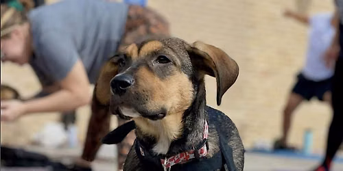 Rescue Puppy Yoga @ Griffin Street Studio