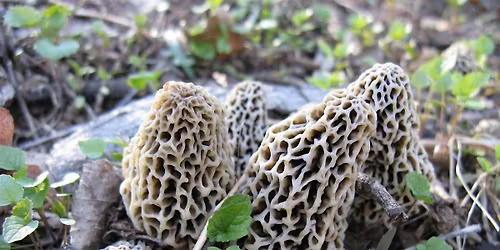 Boyne City National Competitive Morel Mushroom Hunt
