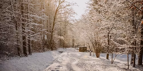 Botaniczna Pi\u0105tka \u0141\u00f3d\u017a - edycja zimowa