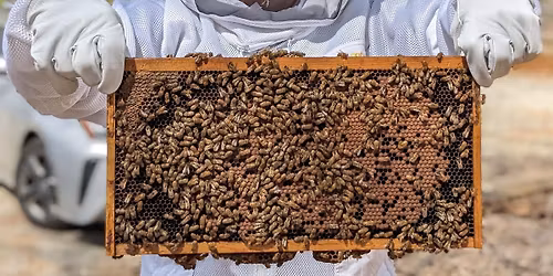 Athens Beginners Beekeeping Seminar