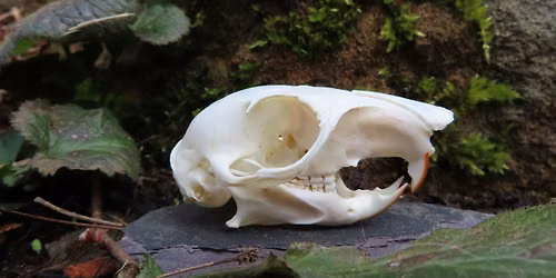 Family Event "Creepy Creatures and Nasty Nature" - Woolley Firs, Maidenhead, Thursday 29 October