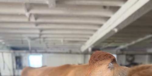 Touch-A-Cow: Meet Valentina