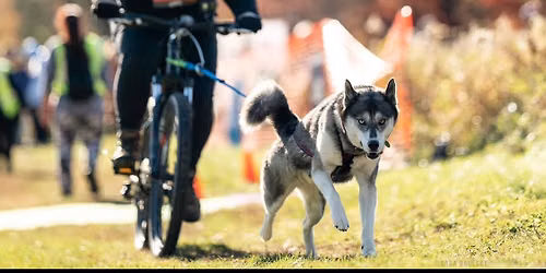 Intro to Bikejoring with your dog + group ride