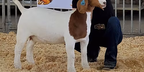 Oktoberfest Goat Show 2025