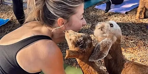 Goat Yoga at Botanologica