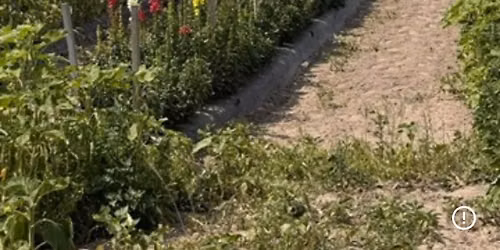 U-Pick Flowers at Little Lane