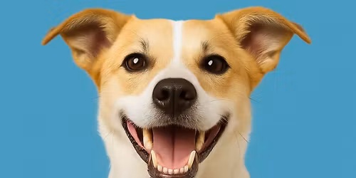 Dog & Cat Teeth Cleaning