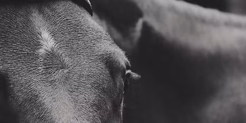 Alliance Bloodstock Consignment at Harrisburg Sale