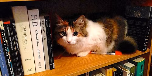 \ud83d\udc3e\u2728 New Year, New Best Friend! \u2728\ud83d\udc3e