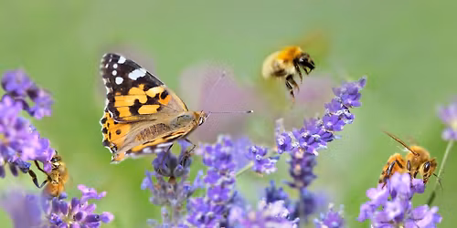 Butterfly and wildflower walk