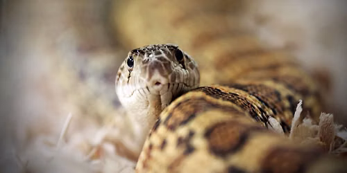 Snakes! Extreme by Nature!