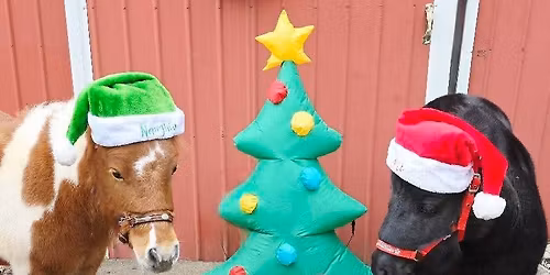 Miniature Horse photos @ Christmas on Main St!