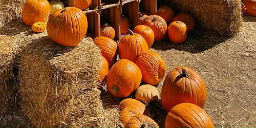 Harvest Block Party