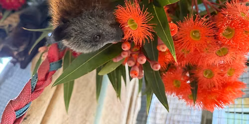 Bat Information Day - Introduction to Flying Foxes & Microbats