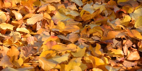 Jardin Le Mas des B\u00e9ali\u00e8res - Tencin  - Couleurs d'automne