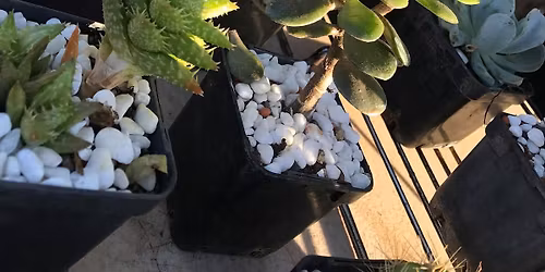 Easter Sunday Markets 