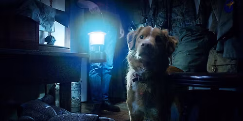 GOOD BOY (Usa, 2025 - 72') di Ben Leonberg