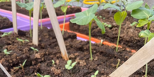 Grow 2026 - Soil and Seed Starting