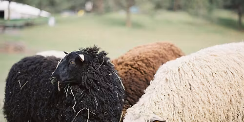 Fleece 101: A Sheep for Every Purpose with Katrina Walker (Free)