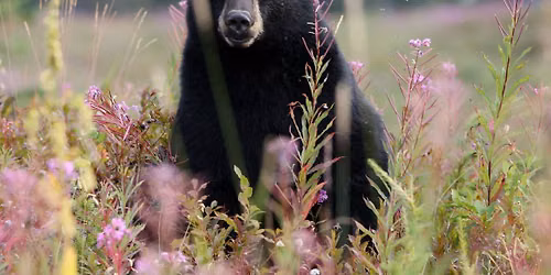REGISTRATION OPENS MAY 29: Spring Bear Update with Michael Allen