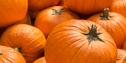 Drawing Pastel Pumpkins