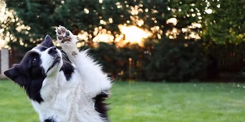 Trick Training Workshop