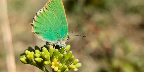 Butterfly Flutter-By