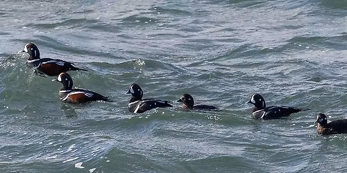 Southern Maine Coastal Seabirding