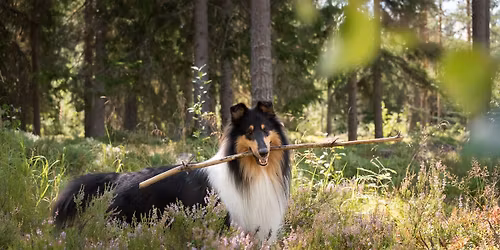 SCY Pirkanmaan alaosaston vuosikokous ja -juhla 2026
