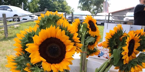 Ashleigh\u2019s Sunflower Market