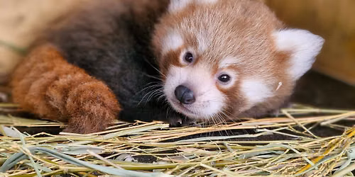 How to Hand Rear a Red Panda: A Talk at Bristol Zoo Project