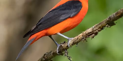 BIRDING HIKE!